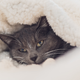 These Heated Blankets Are a Winter Investment Well Worth the Price